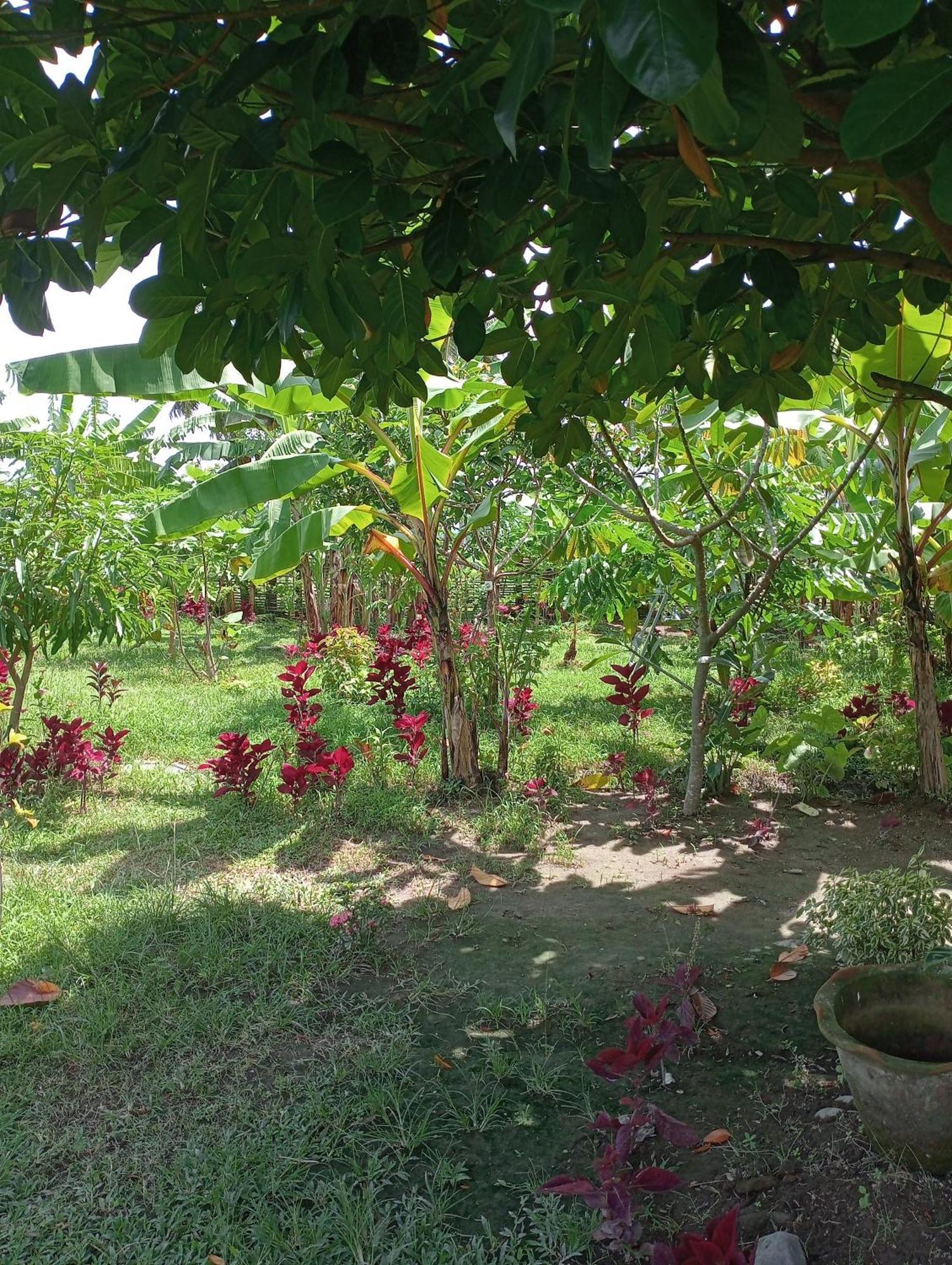 The Daun Puntik Homestay Pemenang 外观 照片