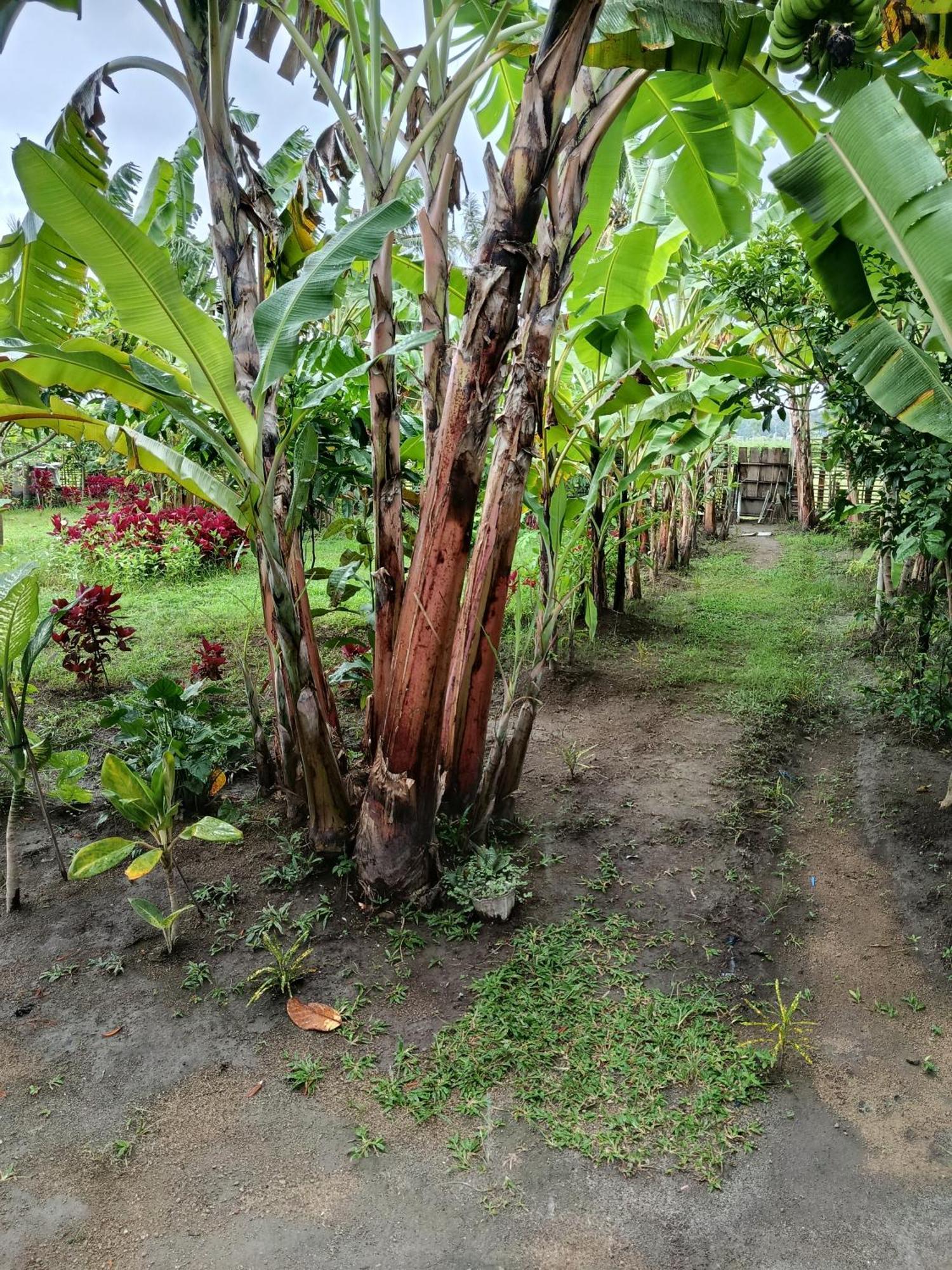 The Daun Puntik Homestay Pemenang 外观 照片